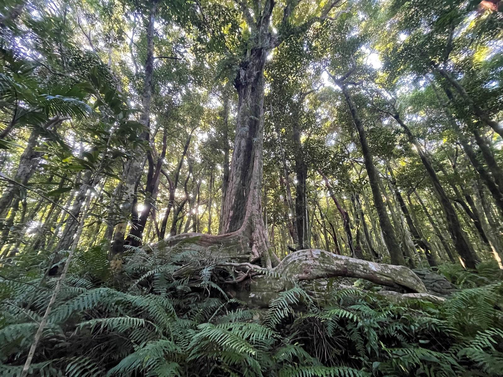 Petite marche à la forêt Marle Longue