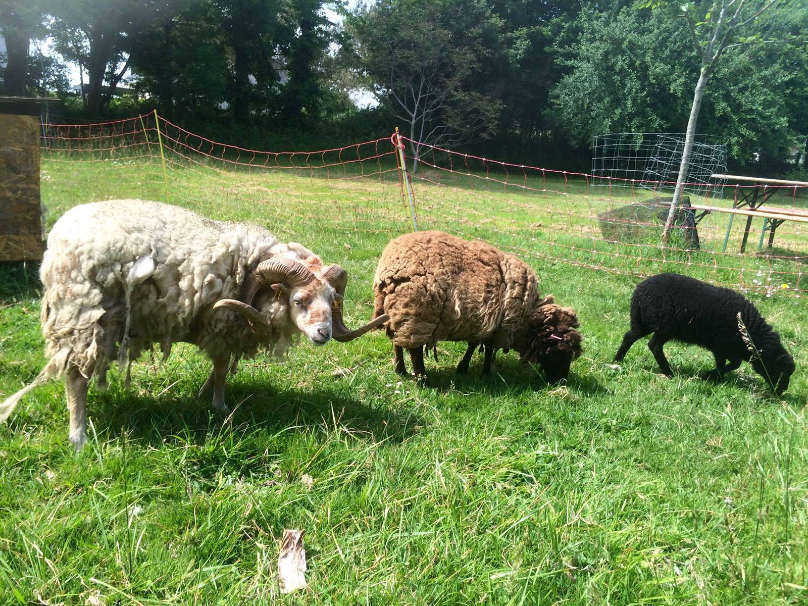 les animaux des logis de Kerdrien