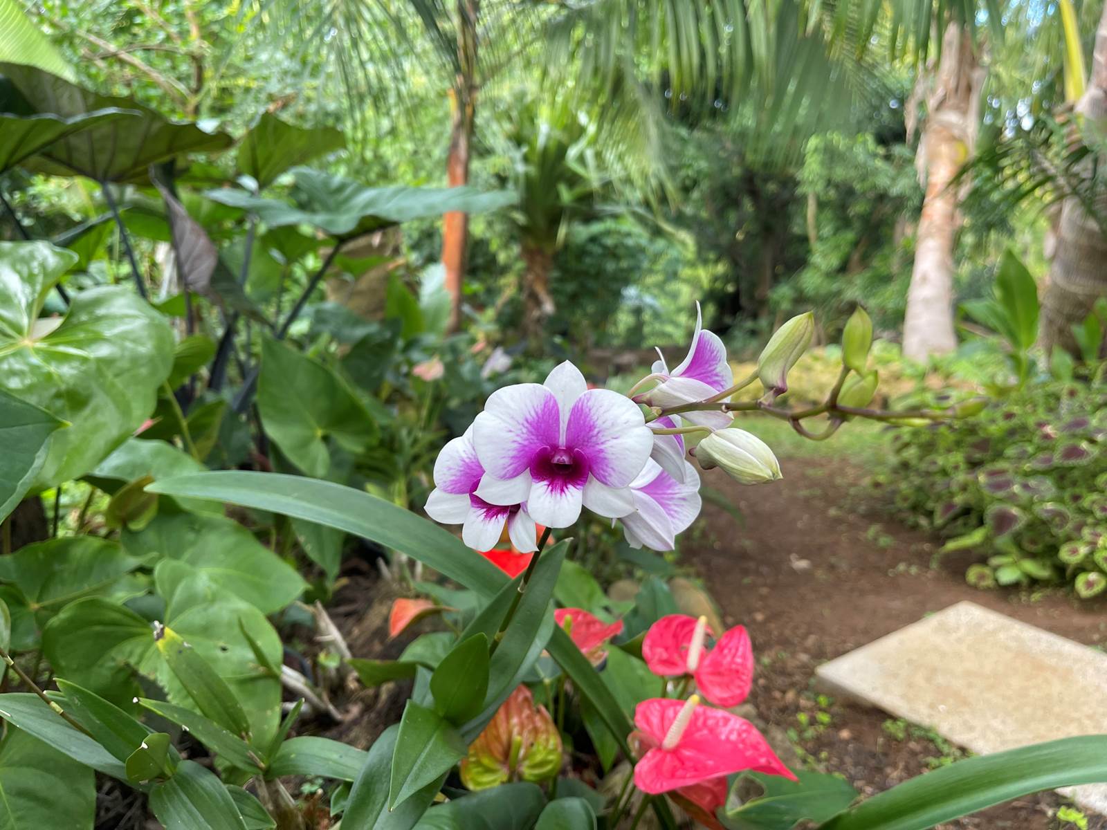 Jardin Créole à découvrir