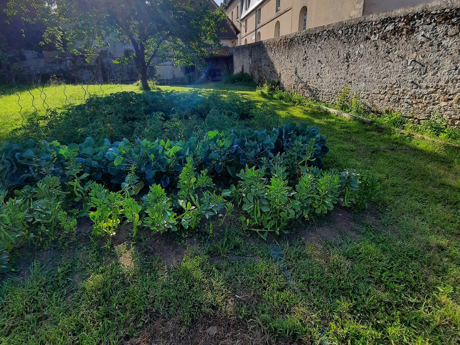 Le potager