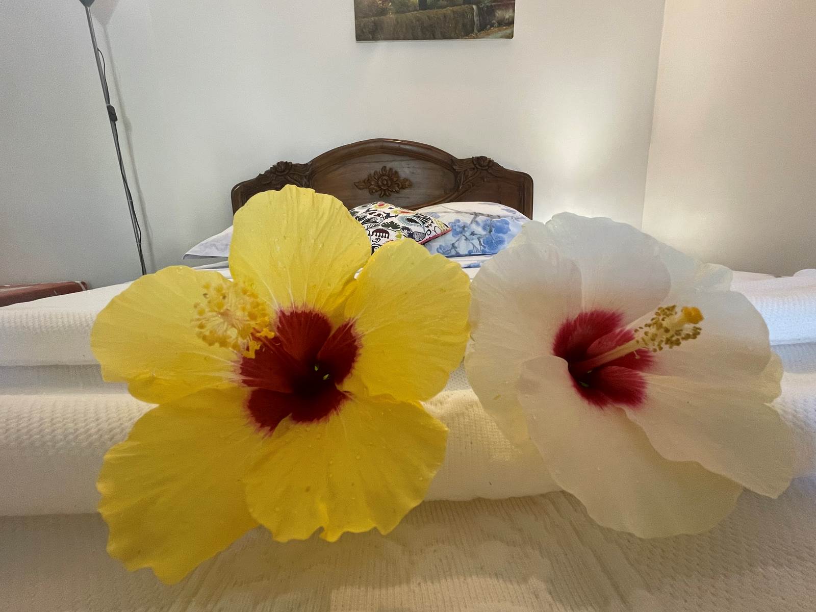 fleurs-chambre-proche-manapany-les-bains