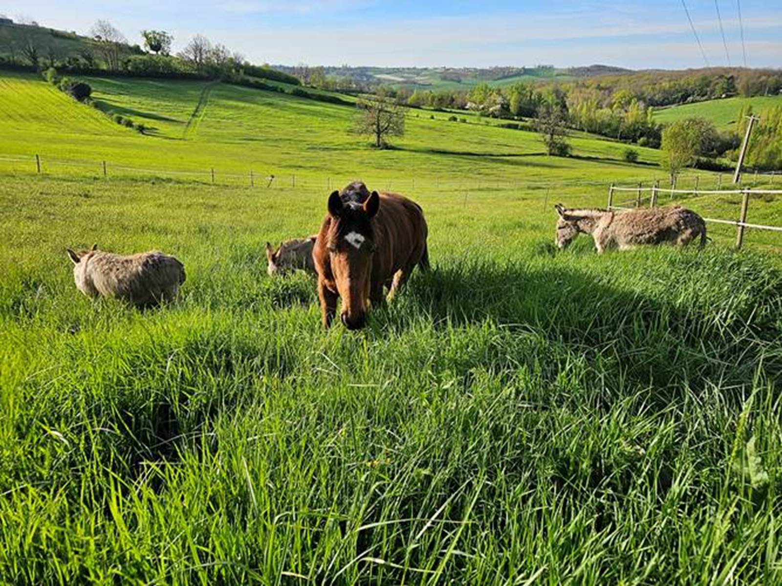 Vacances à la campagne
