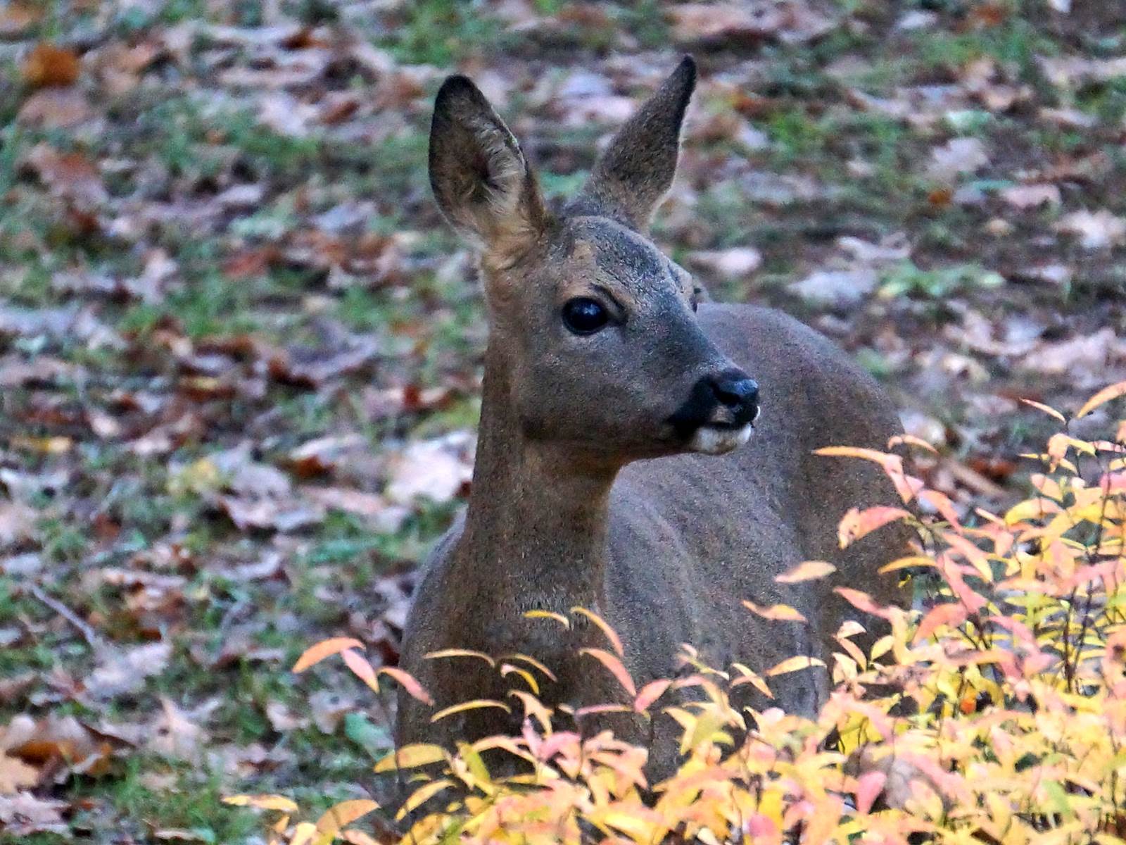 chevreuil chambres d'hôtes Feuillantines périgord-carousel