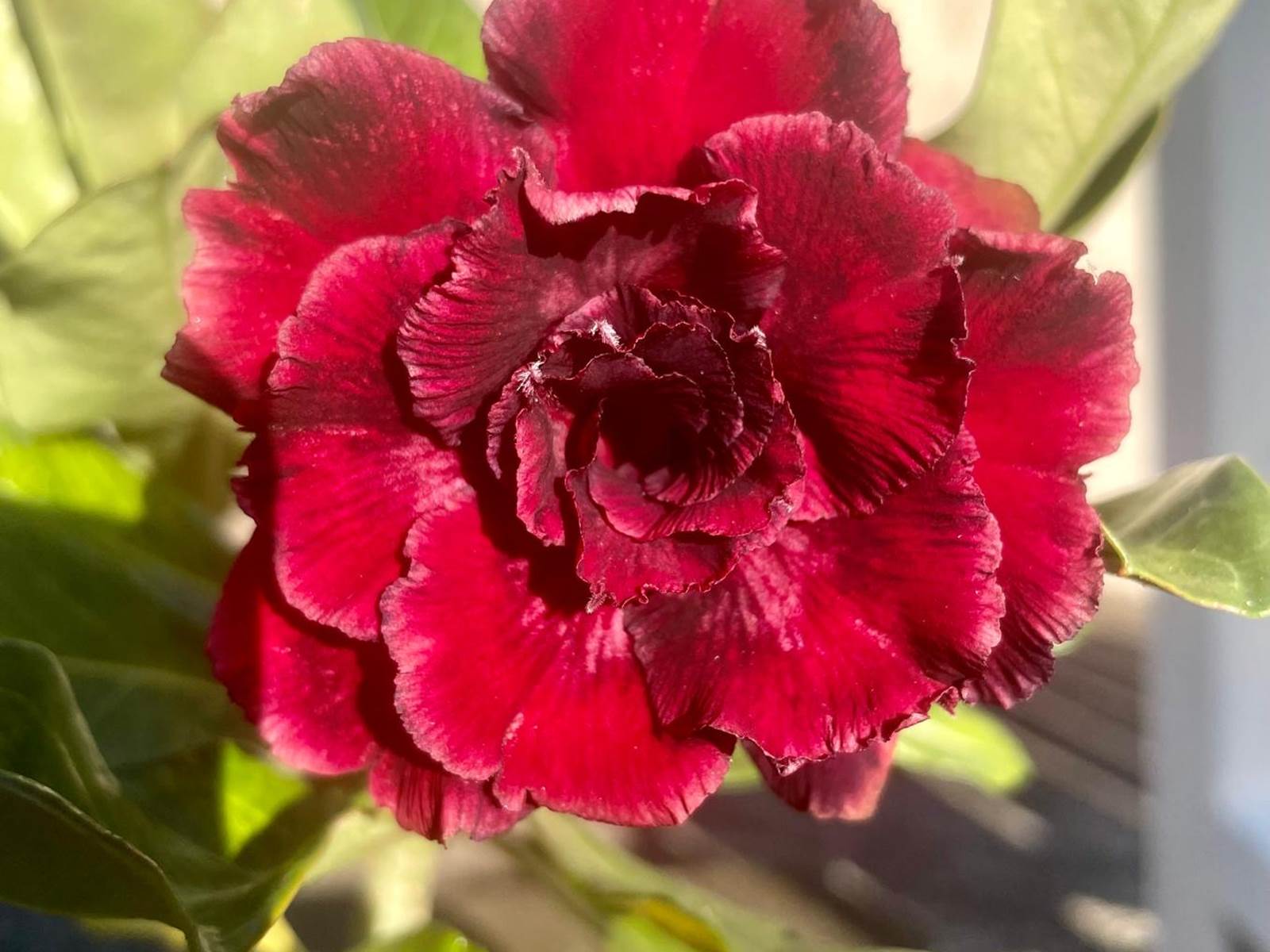 le-labyrinthe-en-champ-thé