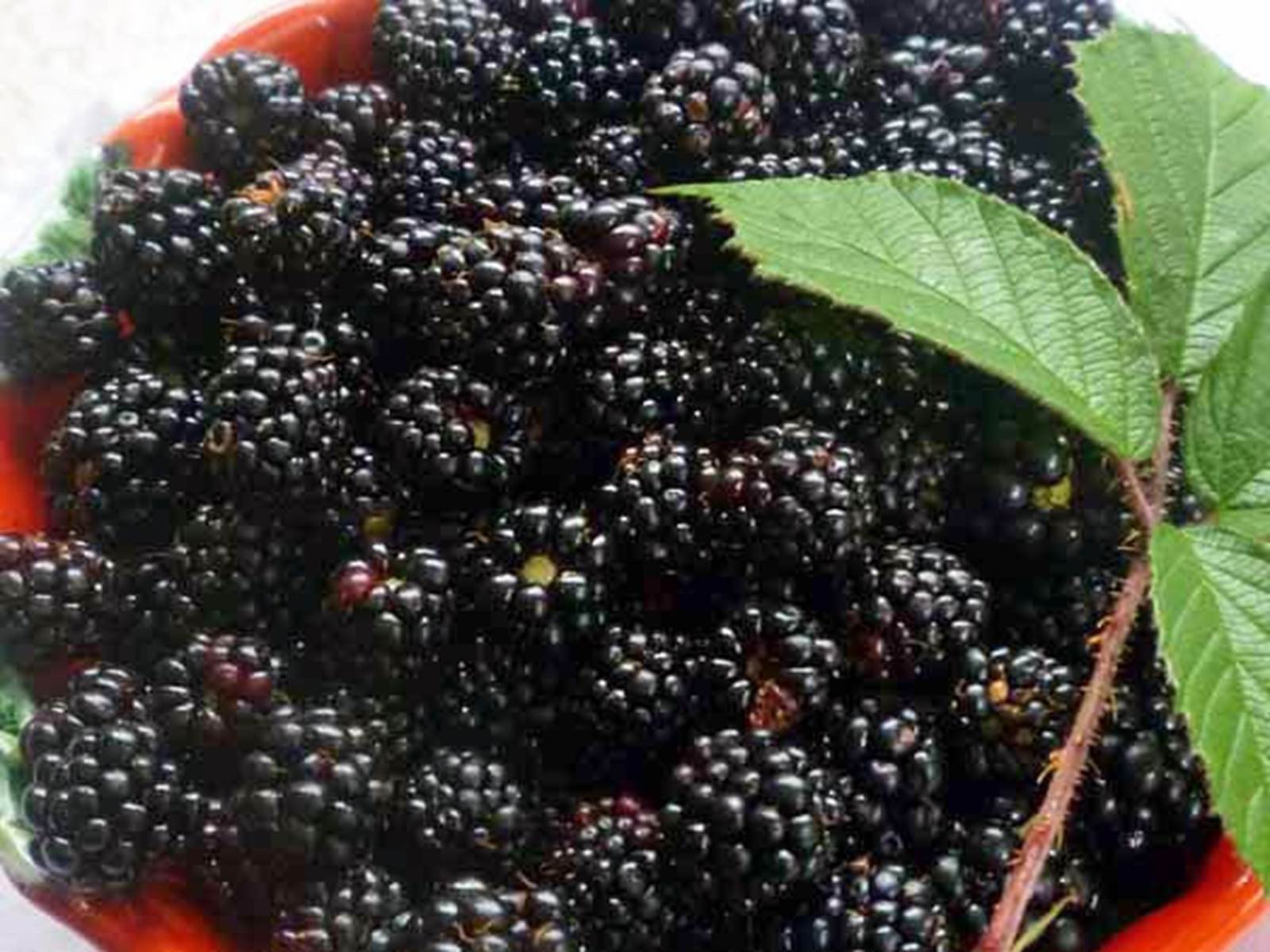 Mûres, myrtilles, framboises, champignons...toutes les cueillettes de saison