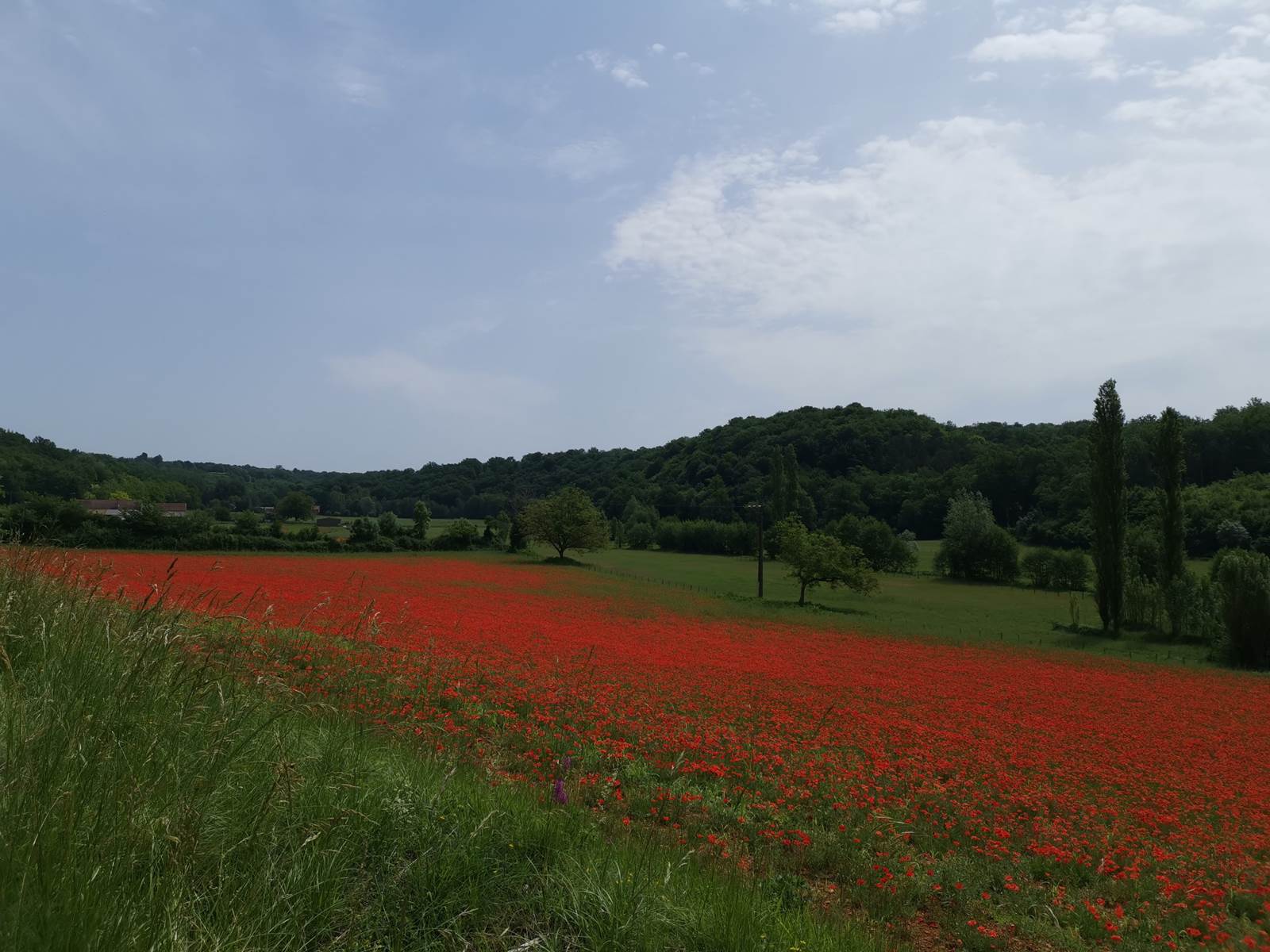 DOMAINE DU CHAMP DE L'HOSTE - maison d'hôtes à Larzac 24170 - domaine du champ de l'Hoste - piscine - Dordogne - location gîte - location maison de vacances - champ de coquelicots -