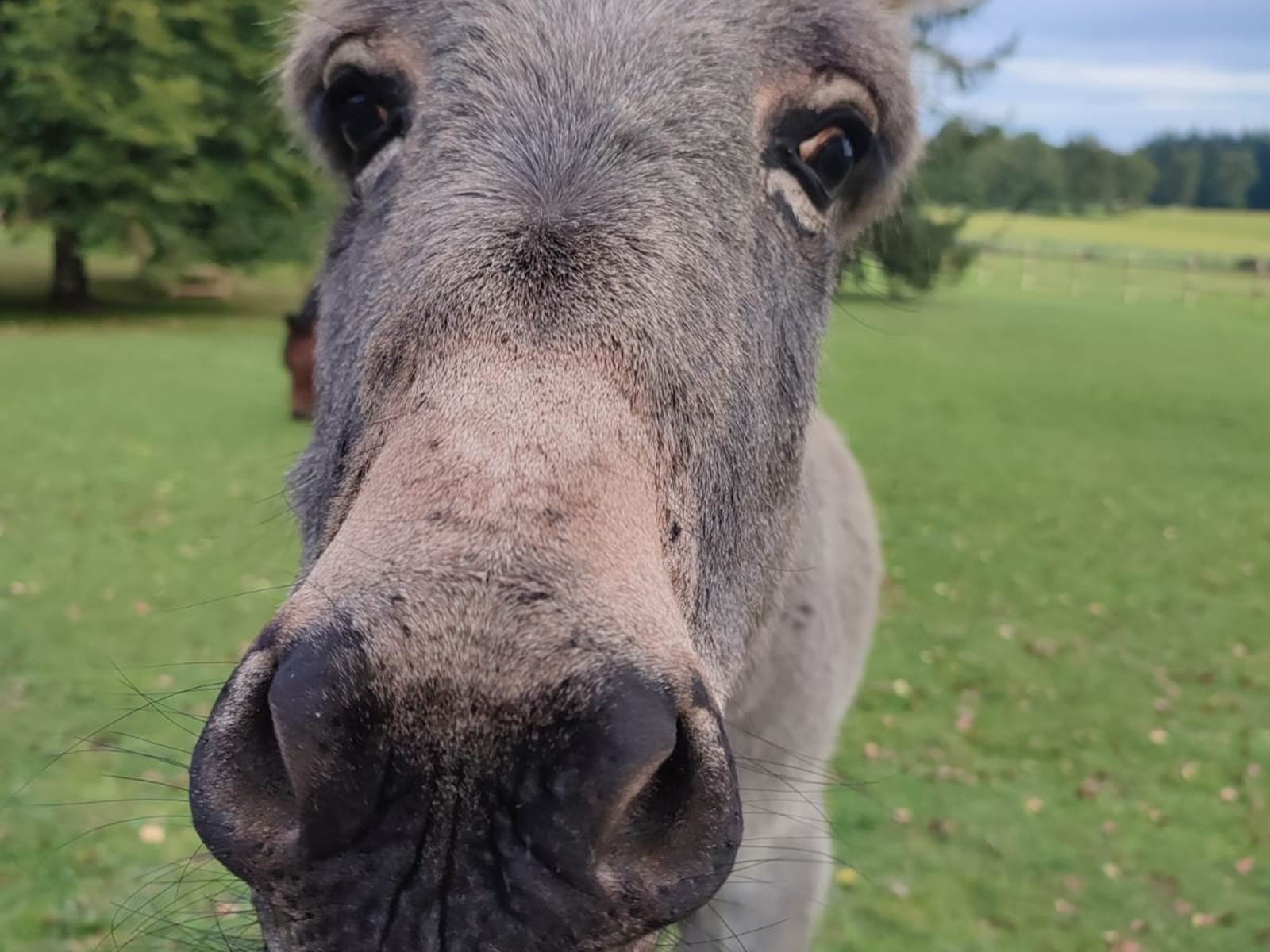 Adrien-animaldecompagnie-espiegle-tendresse-attachiant-biencheznous-hautecorrèze