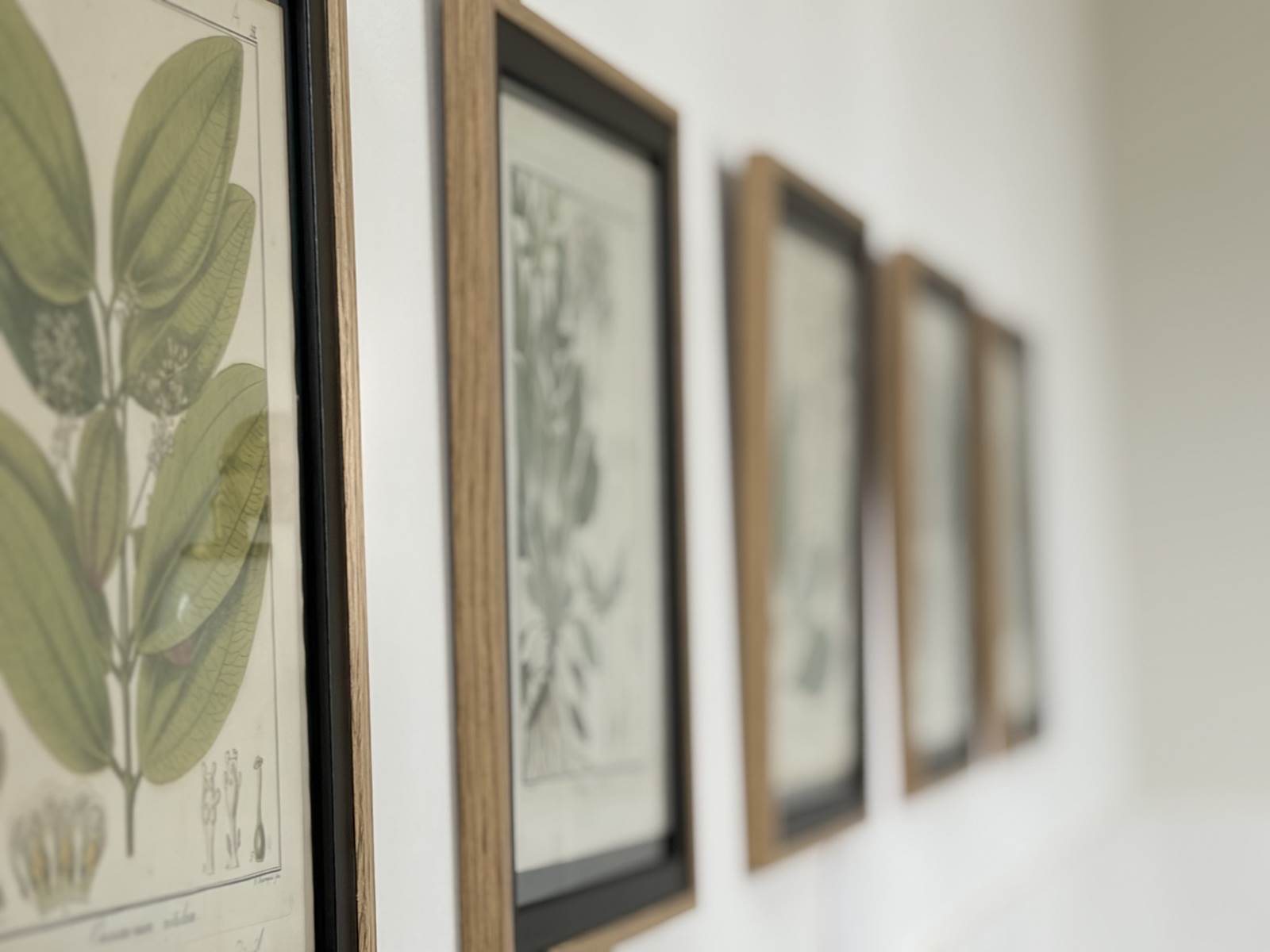 maison-jazey-gravures-botaniques-mur