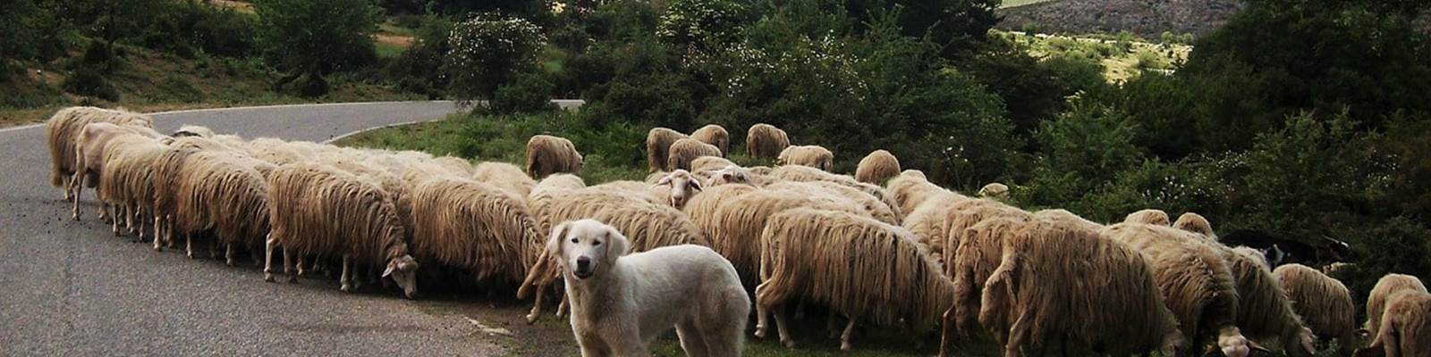 Transhumance Pyrénées