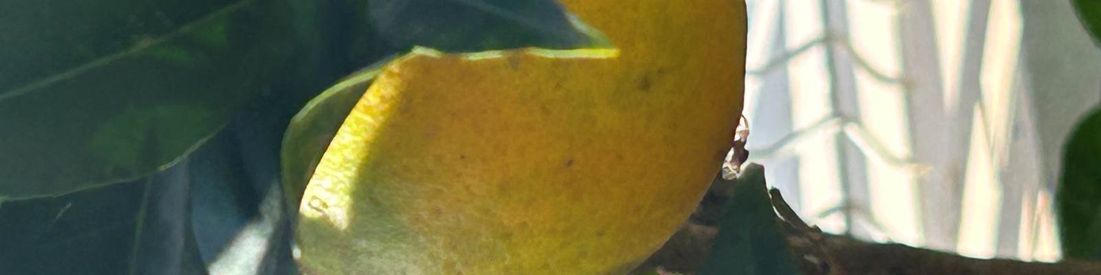 -news