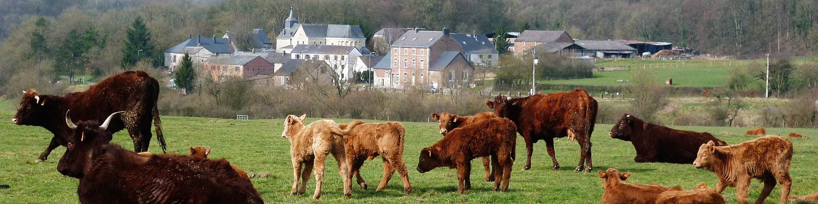 Le hameau de Xhignesse logé dans la verdure