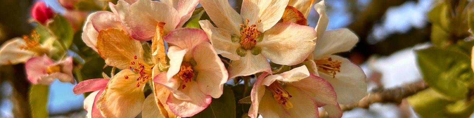 Fleurs de pommier du domaine