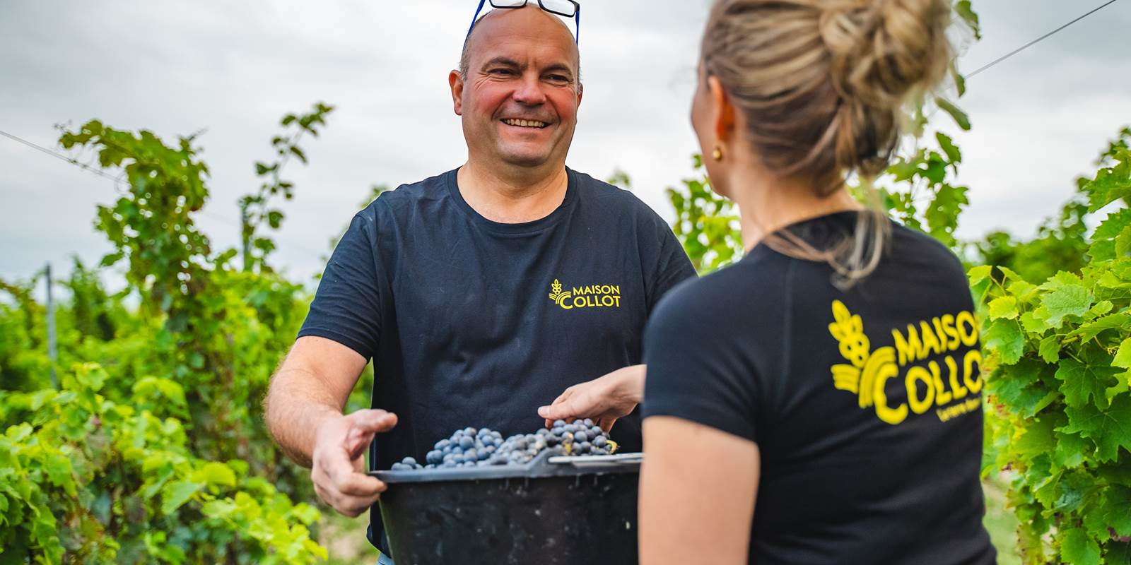 Vendanges Amandine et Nicolas Collot