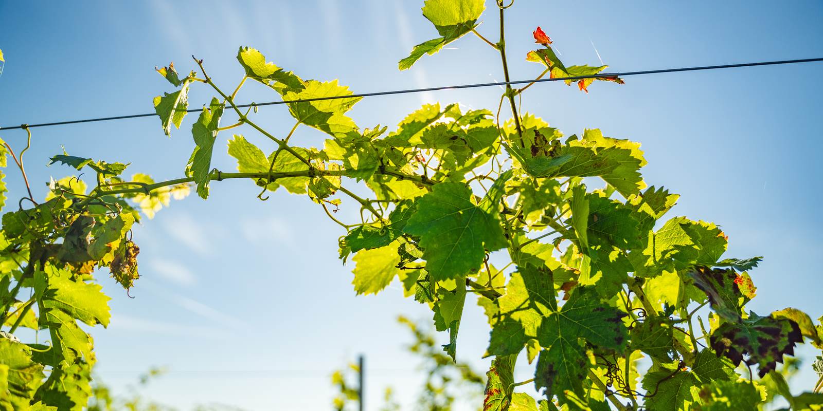 vigne aube saint flavy