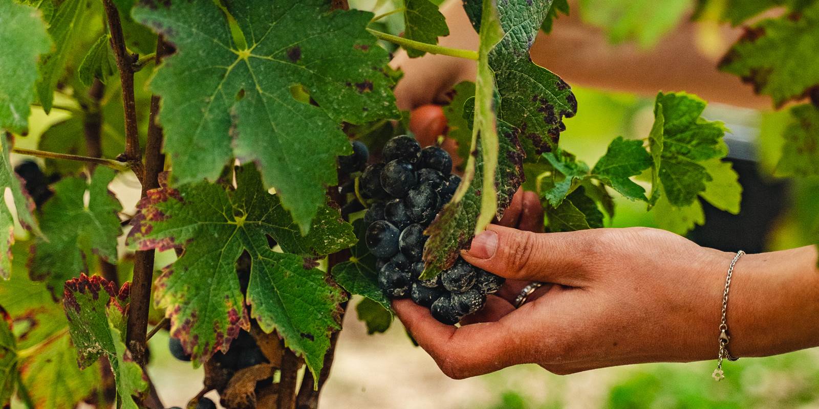 raisins vignes aube saint flavy