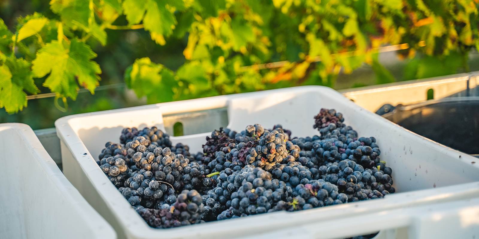 vendanges aube saint flavy