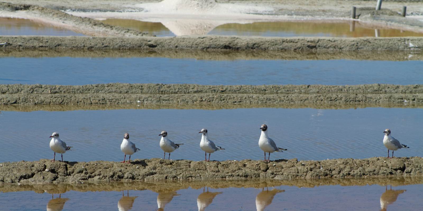 Re´_mouettes_marais_salants