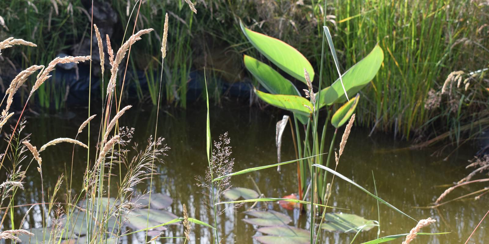 Mare aux grenouilles