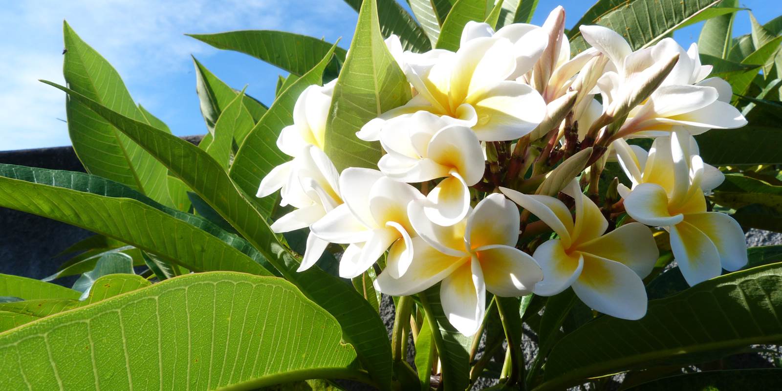 L'Orée du Maïdo - fleur de frangipanier