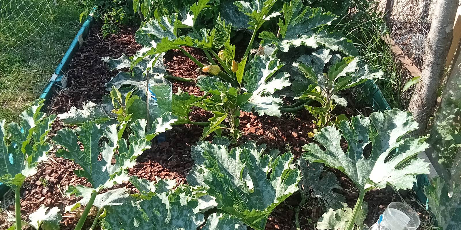 Salades au potager