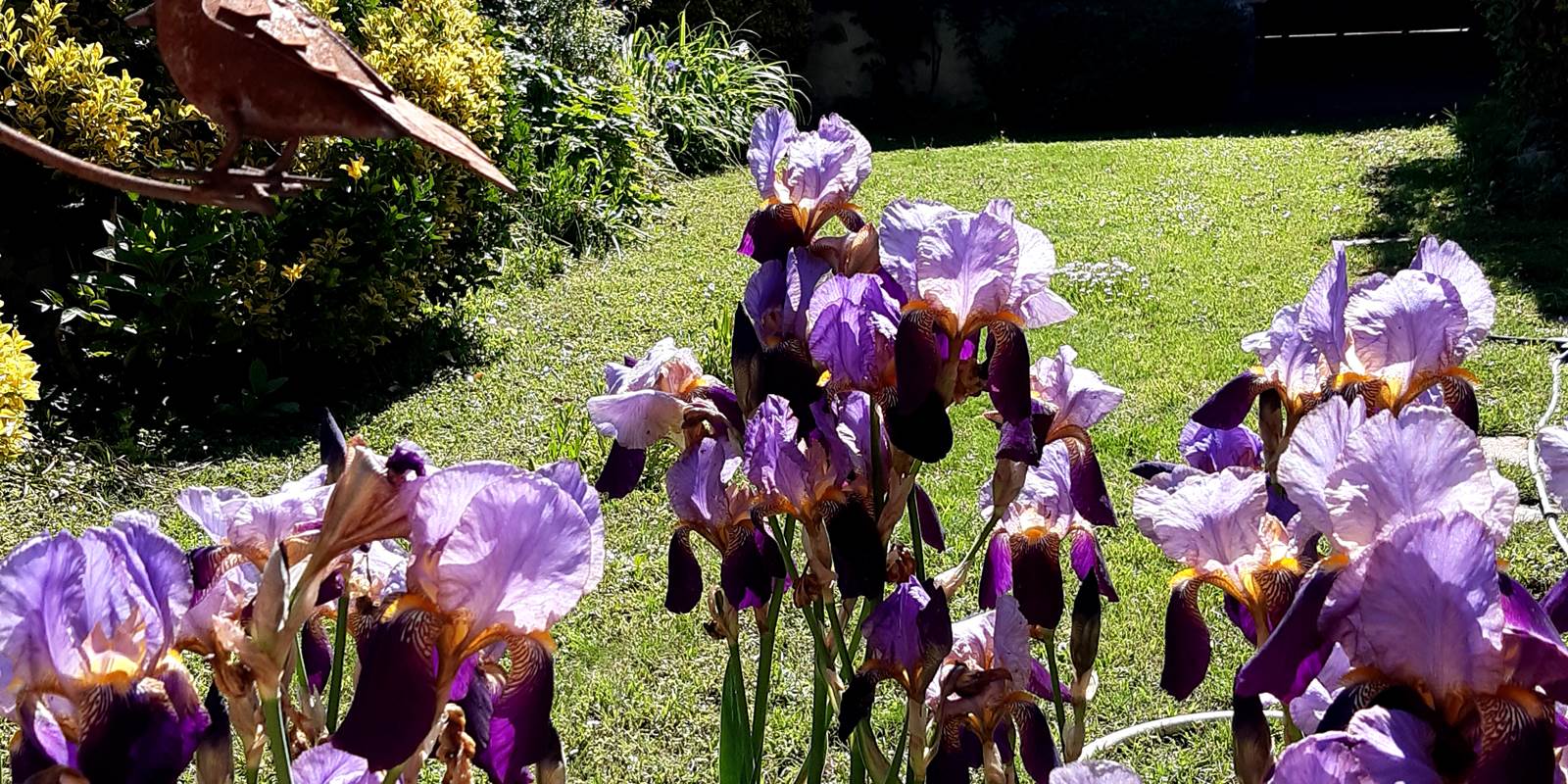 GÎTE-DE-LA-SAUVETAT-Iris