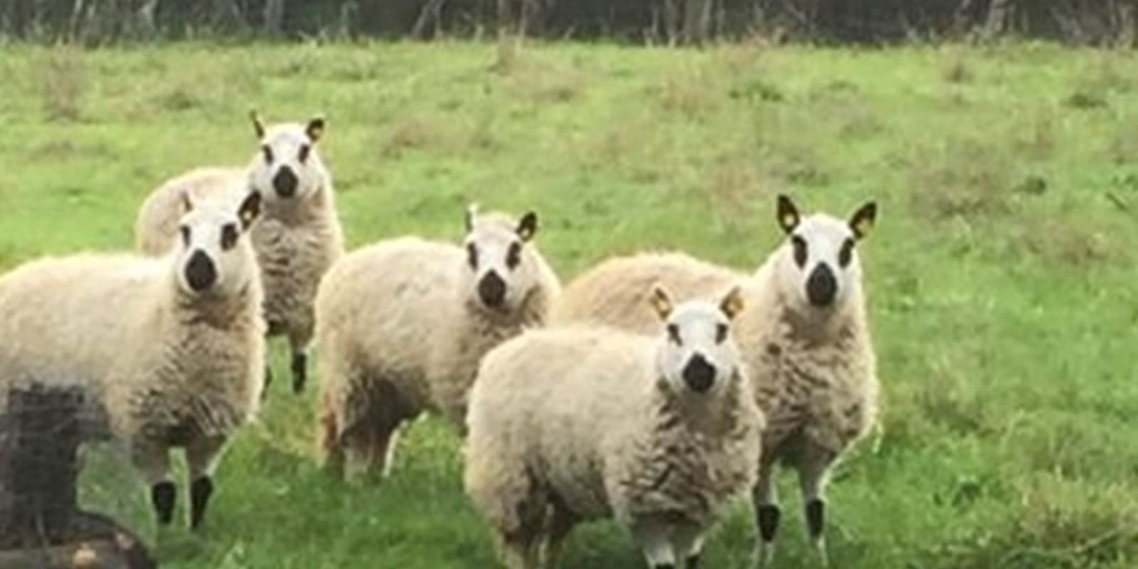 Moutons