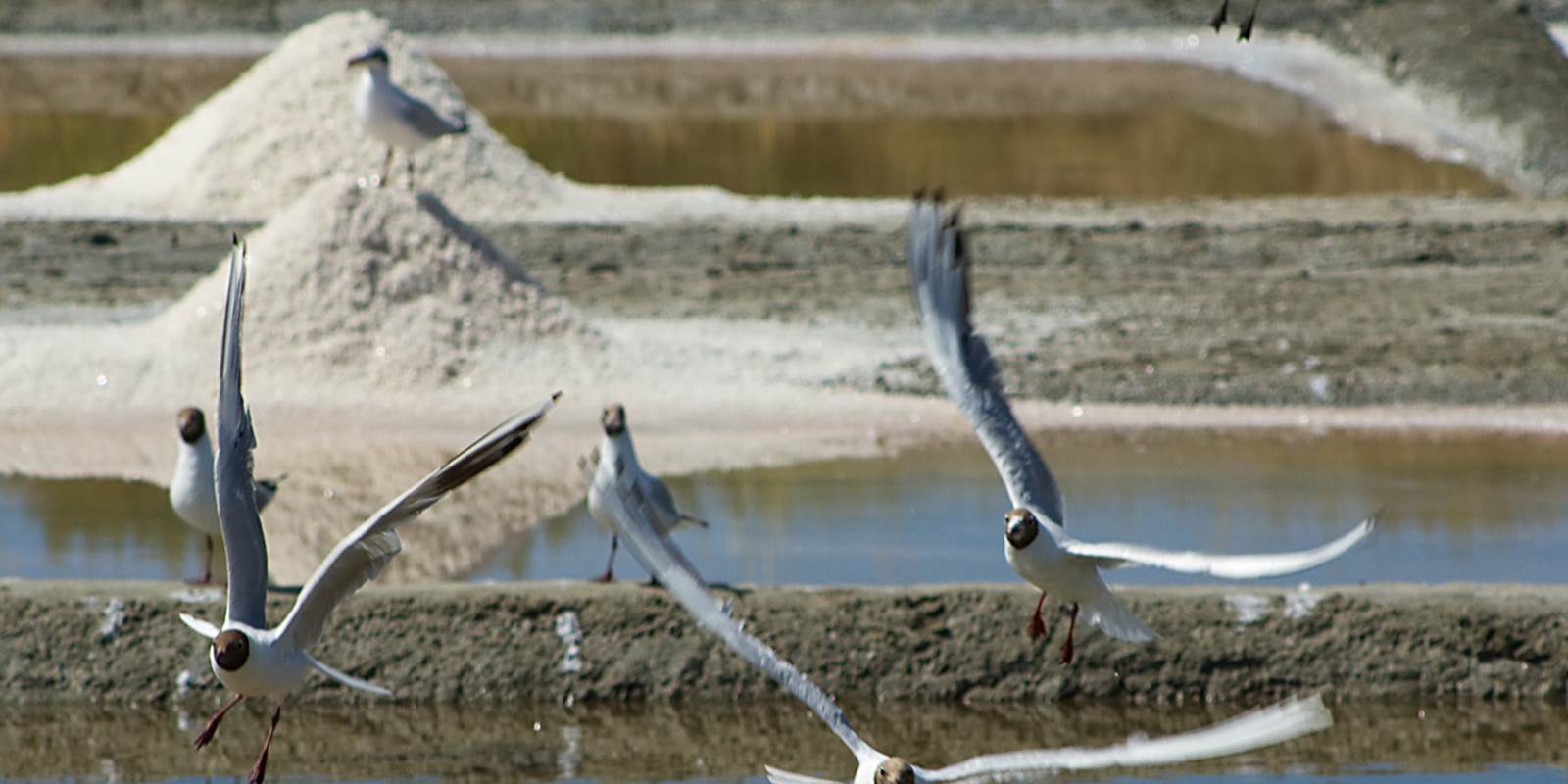 Re´_marais_salants_mouettes