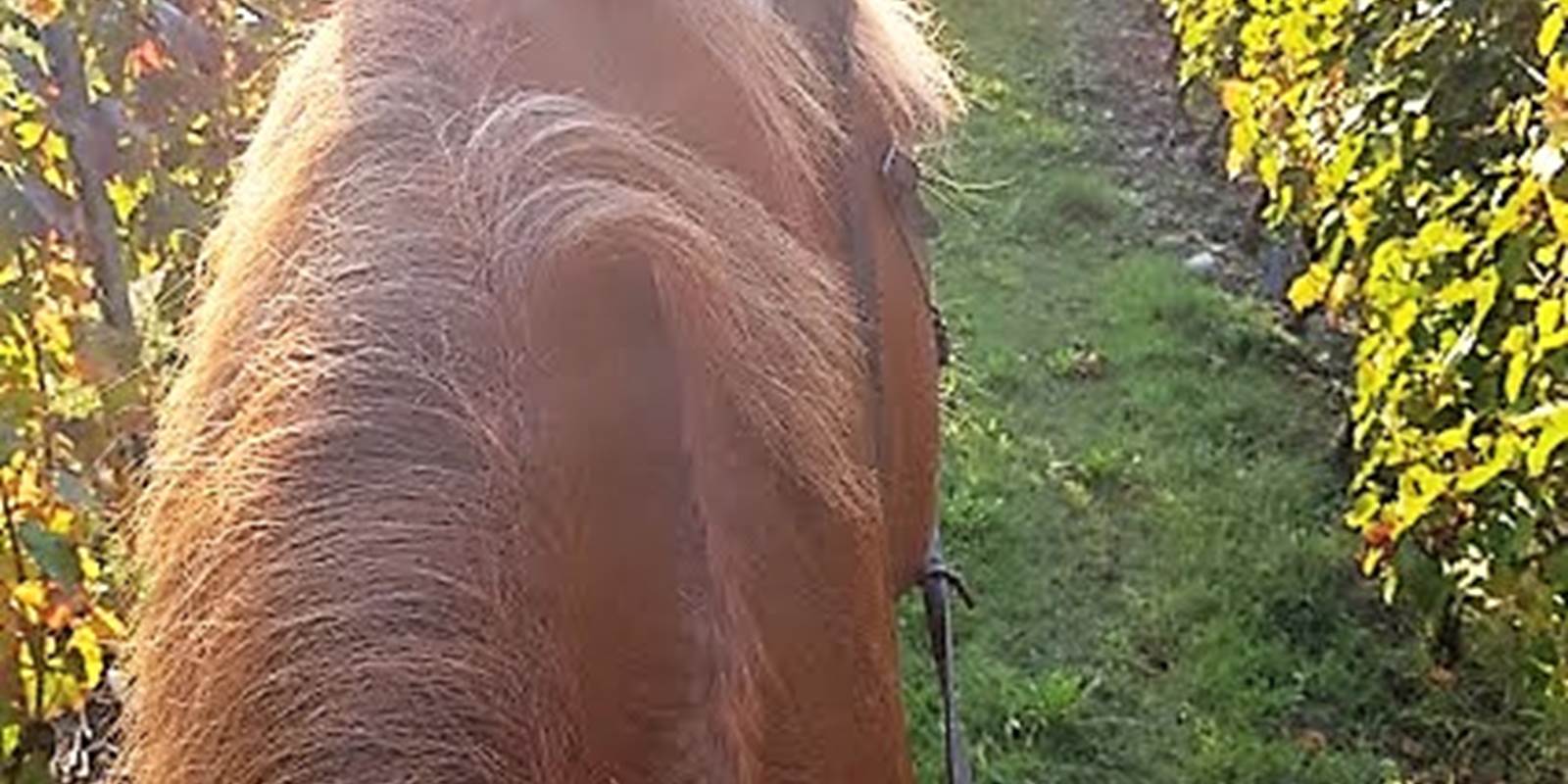 vue des vignes à cheval