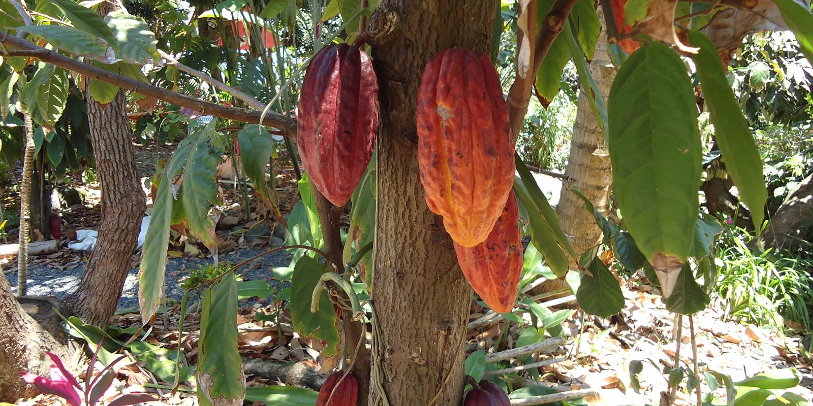 Cacaos du jardin