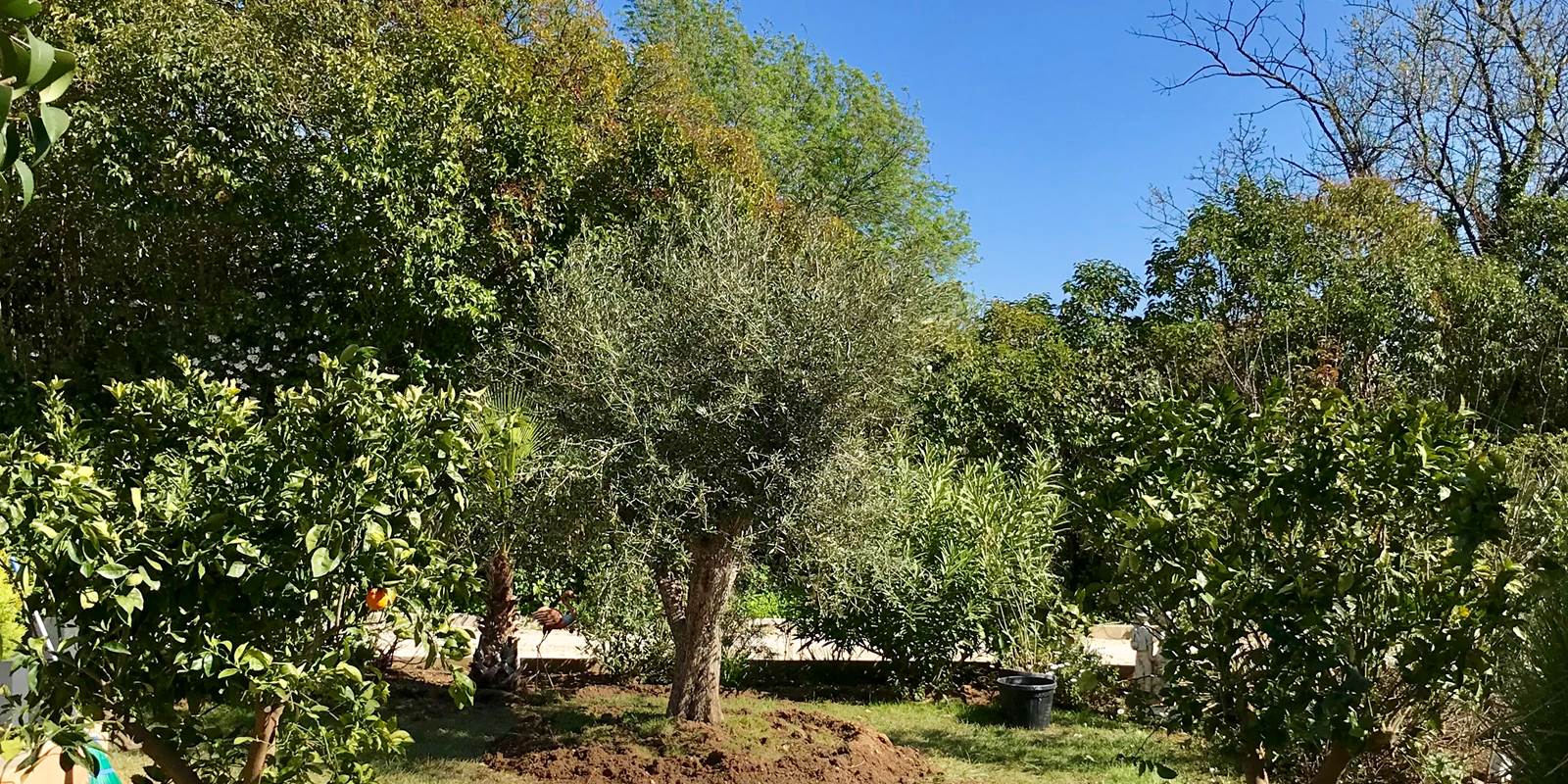 Jardin olivier et orangers terrasse