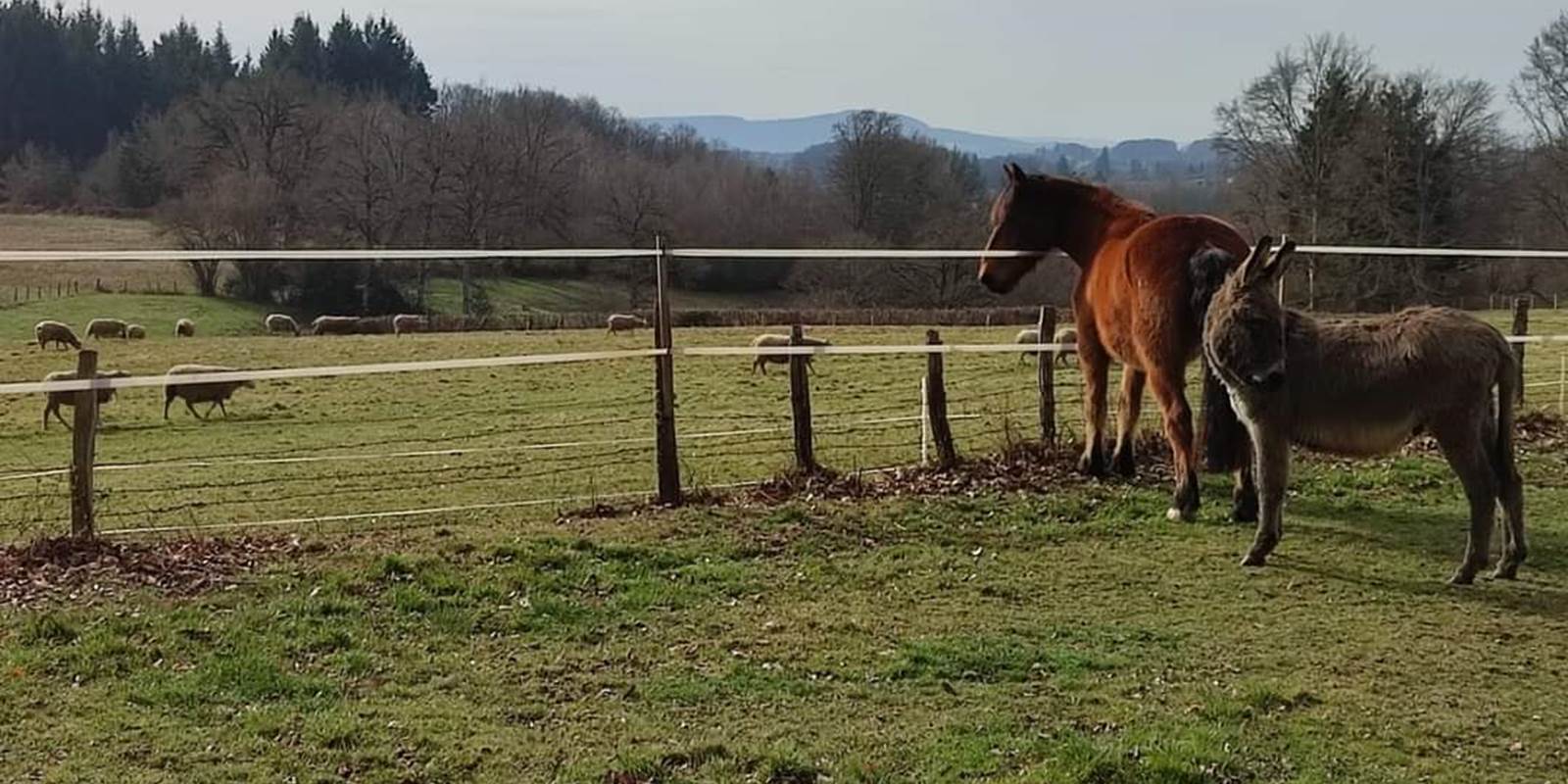 chambreshotes-animaux-cantal-cheval-ane