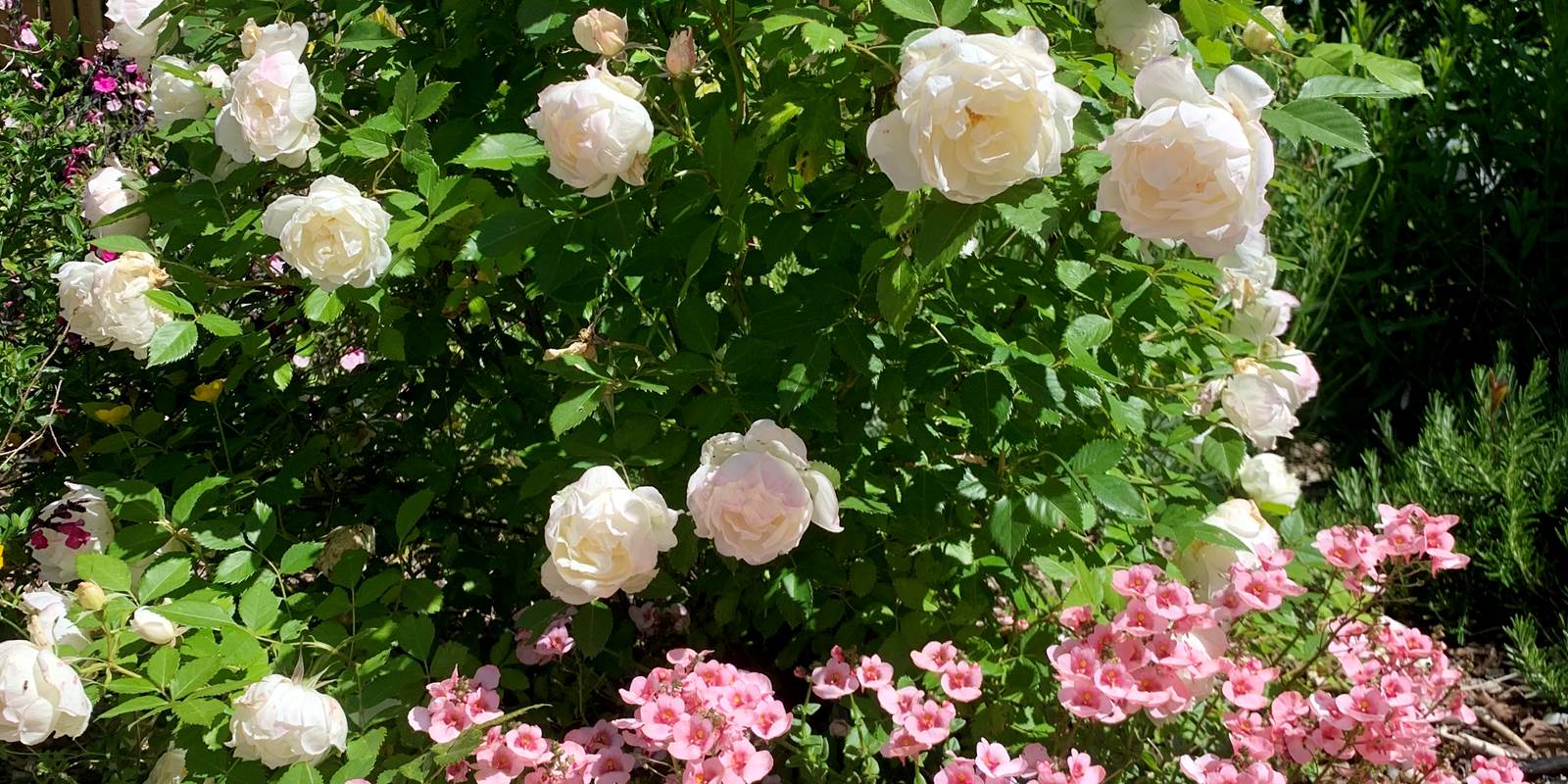Soirée d'été sur la terrasse