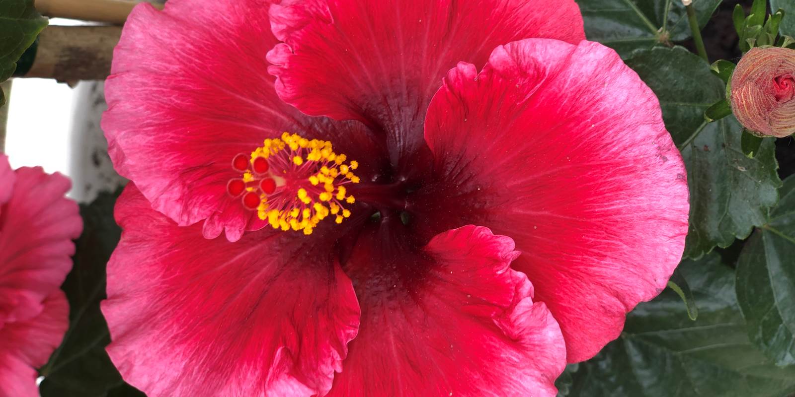 hibiscus du jardin