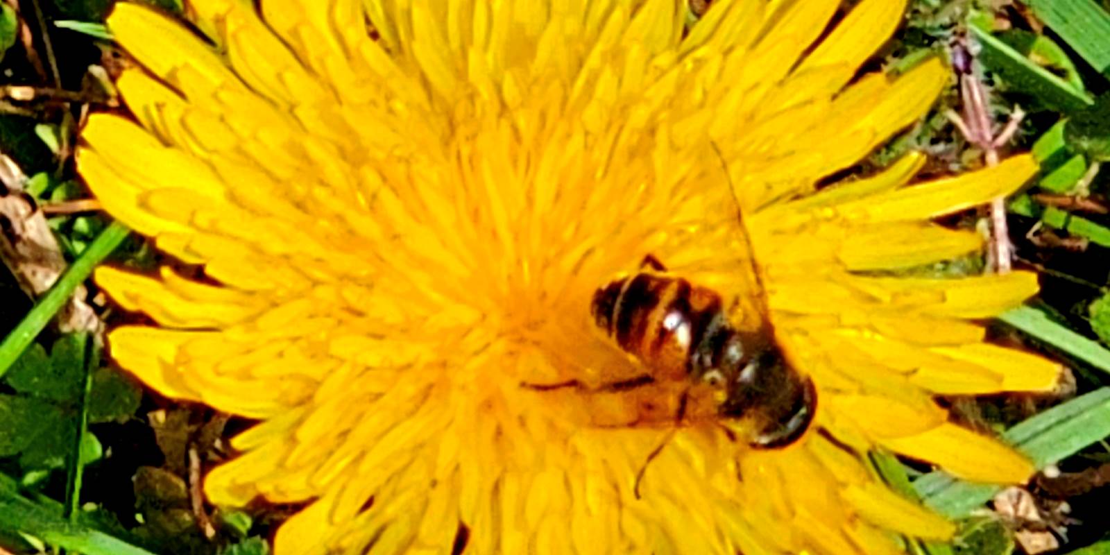 NATURE1