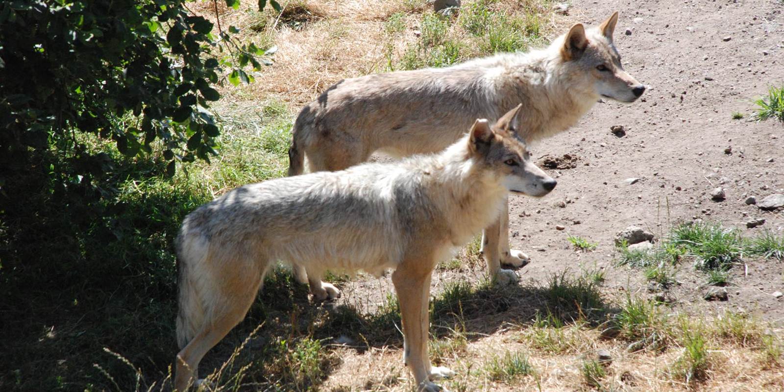 Les visites des environs: au pays de la Bête du Gévaudan (la légende), le Parc des Loups du Gévaudan, une réalité plus heureuse et agréable
