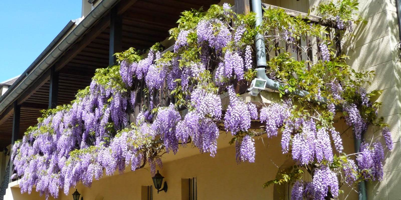 Glycines suspendues au balcon de l'annexe