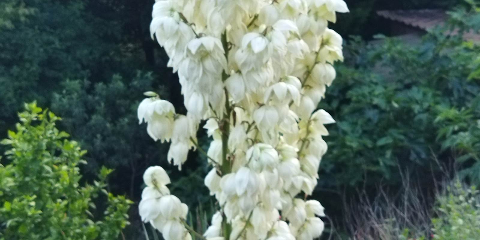 Belle fleur