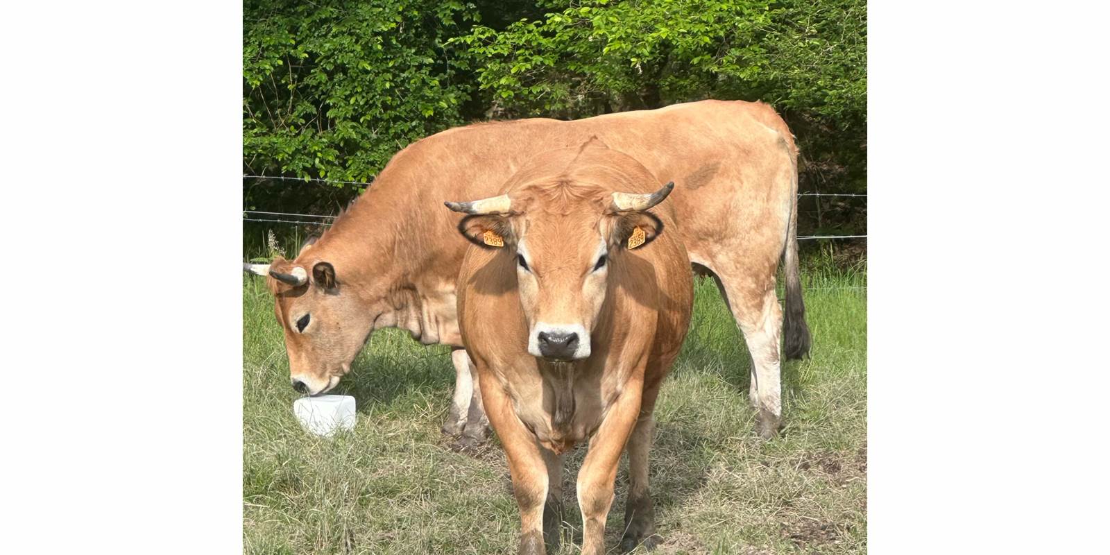 aubrac