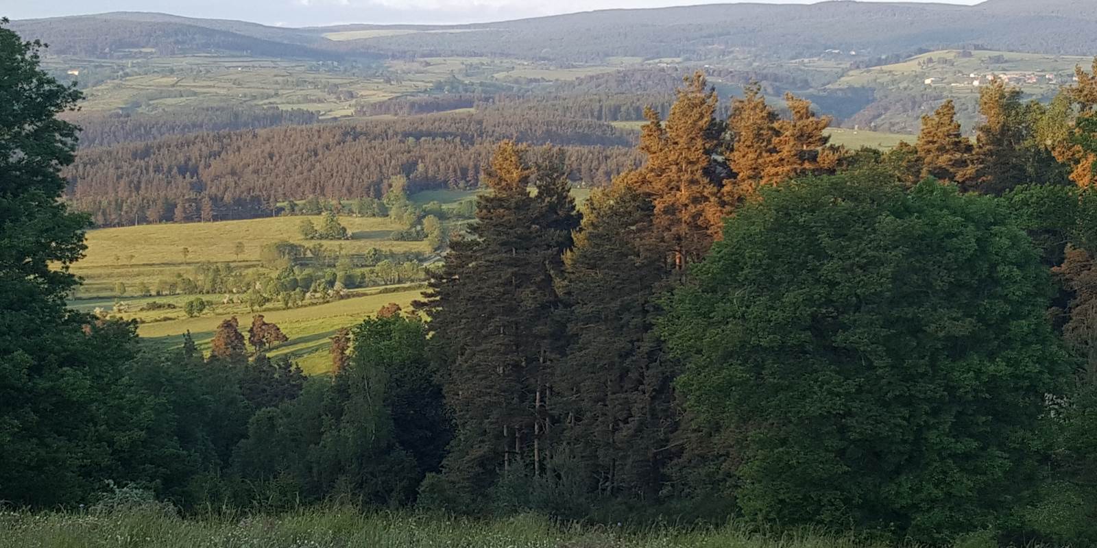 Des forêts: pensez "sylvothérapie" !