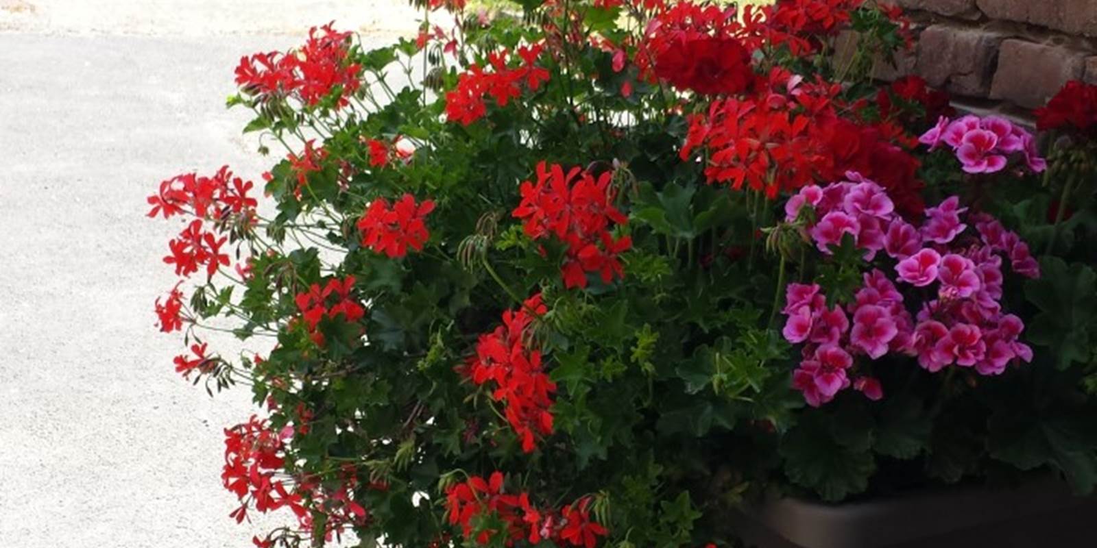 thumbnail_20170623_150206