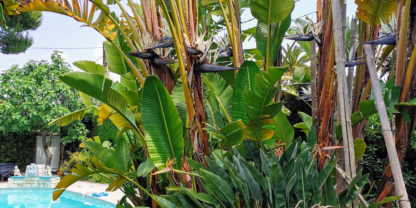 blue dream cannes  (34)