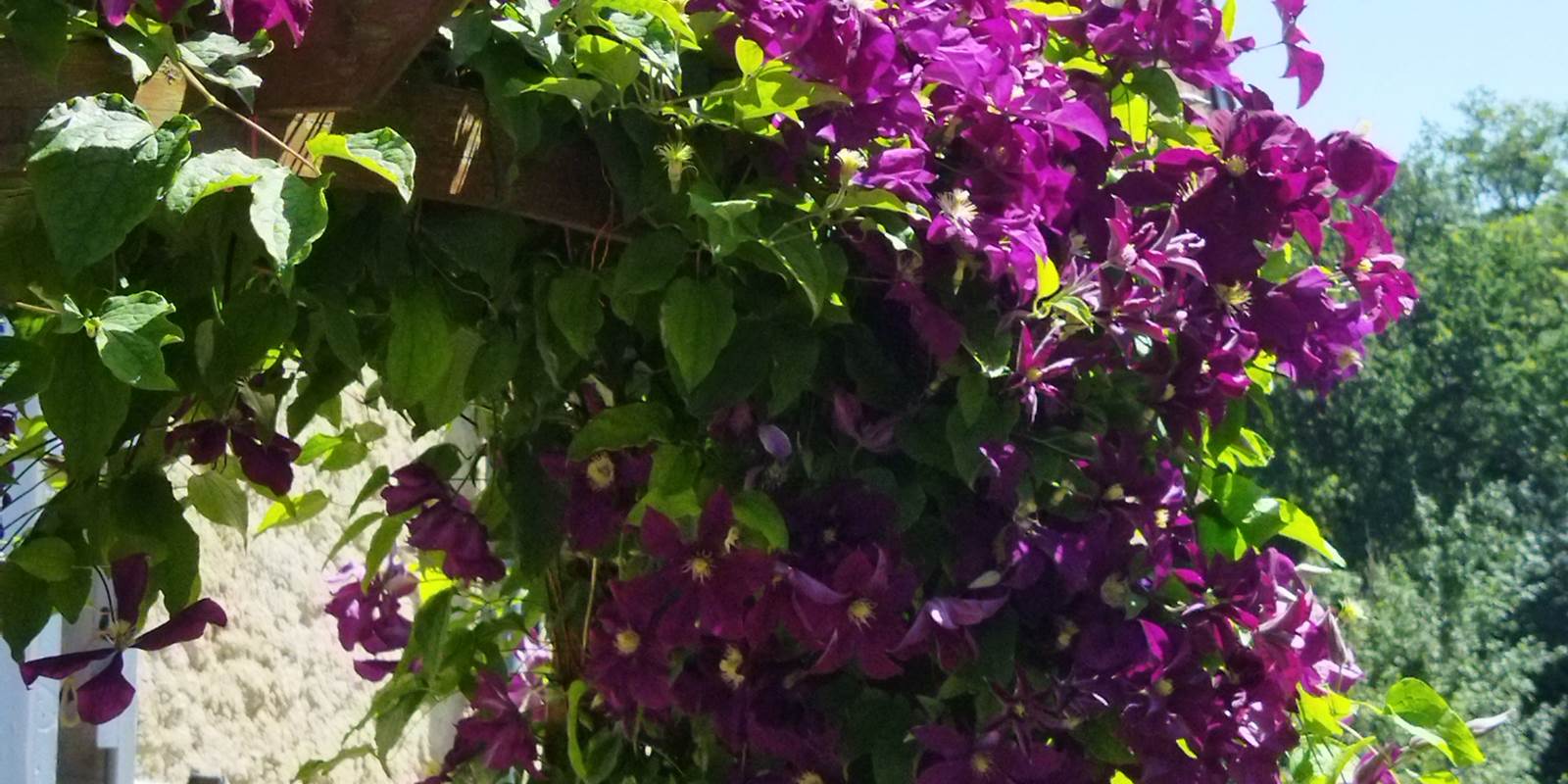 Notre glycine embellie la terrasse