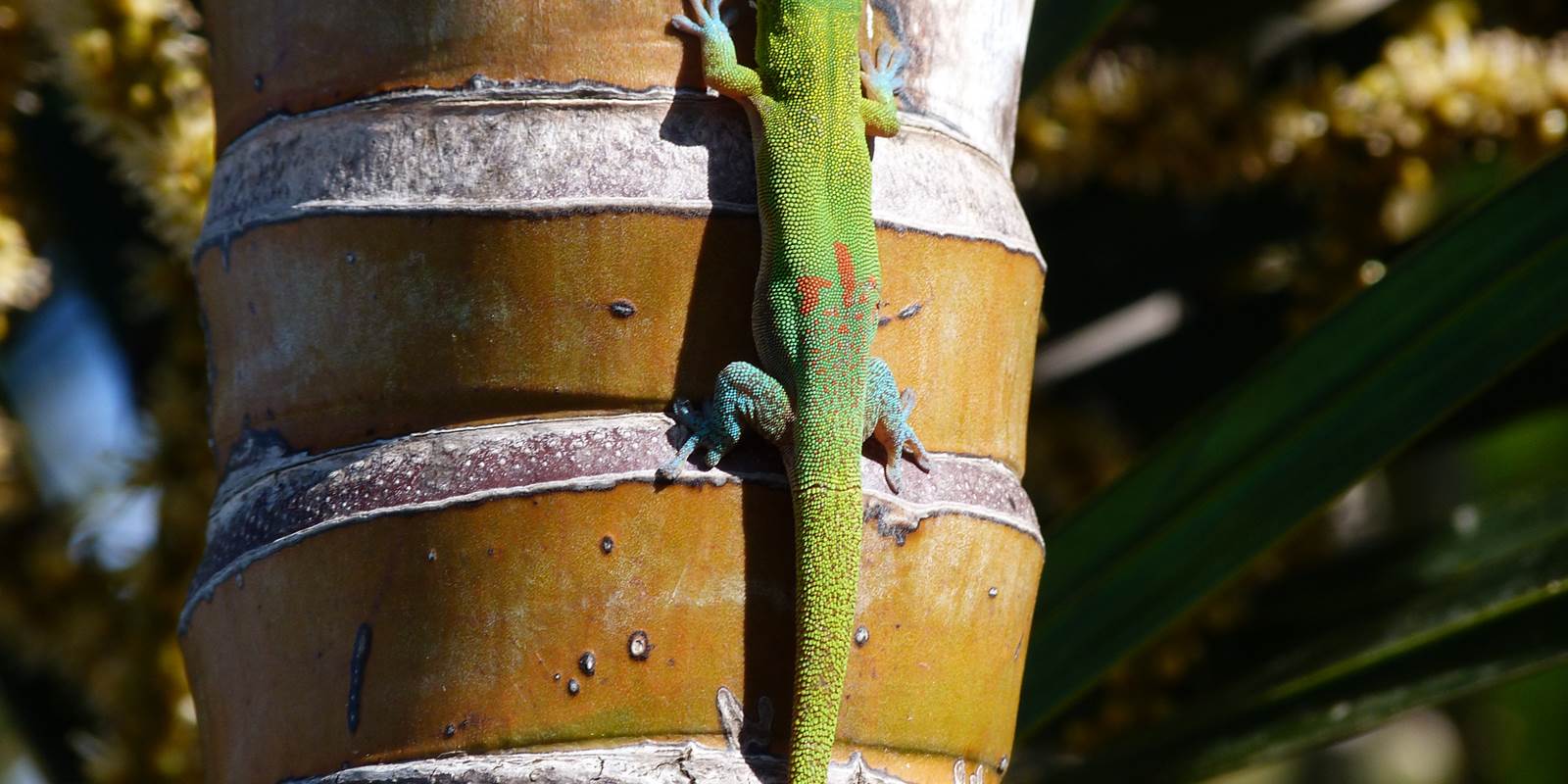 L'Orée du Maïdo - gecko vert fait bronzette