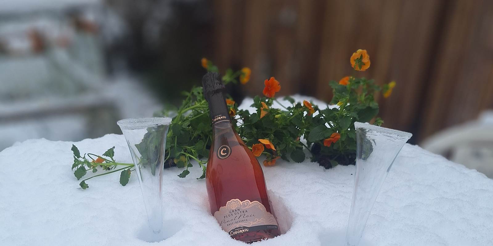 Champagne enneige´ 112024