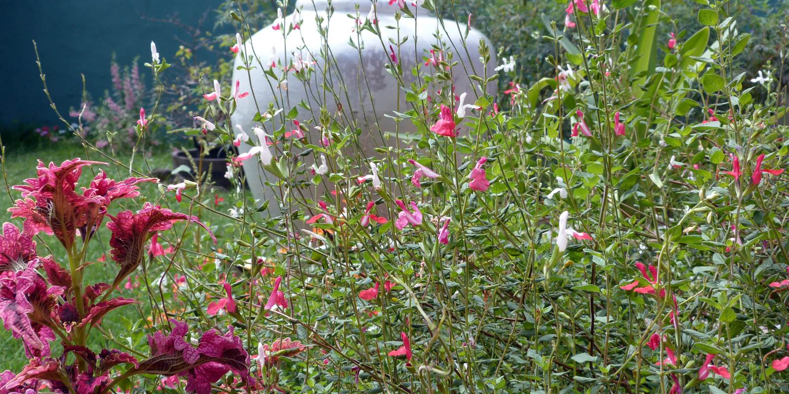 L'Orée du Maïdo - vue jardin gros plan