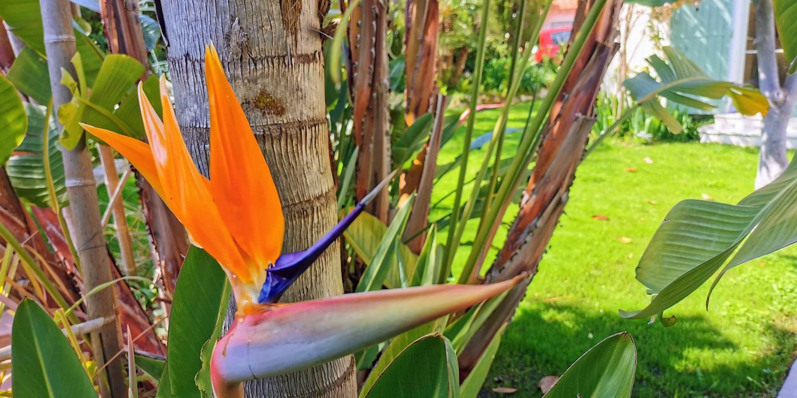 blue dream jardin en fleur