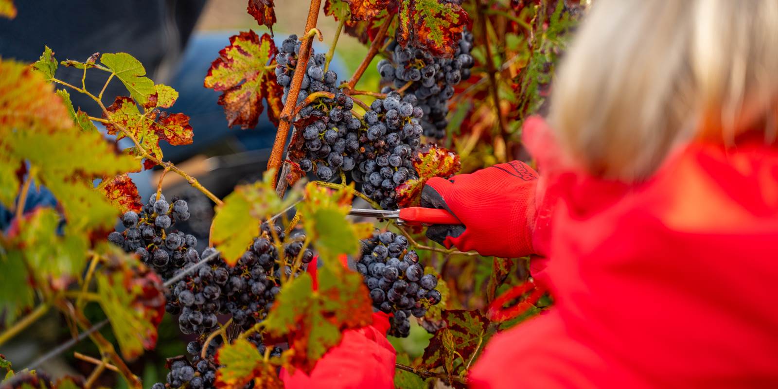 vendanges domaine d'APRONIE automne