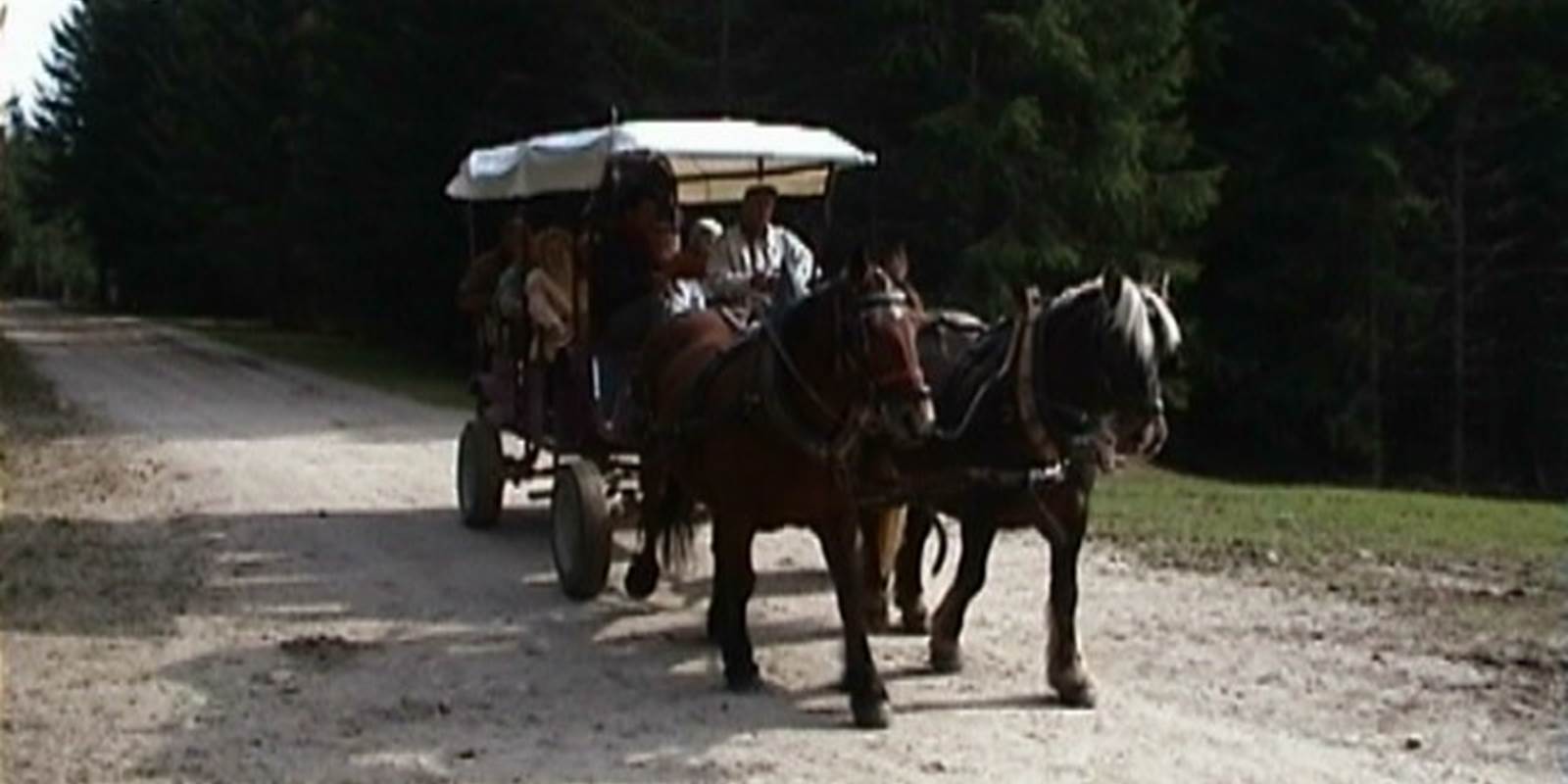 Visite du Parc des Bisons d'Europe en calèche