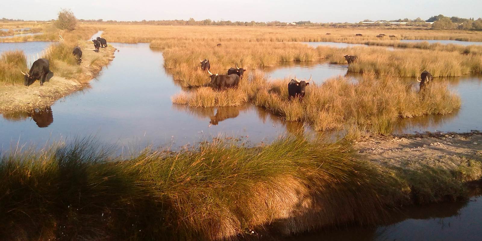 photo elephone 009 (2)