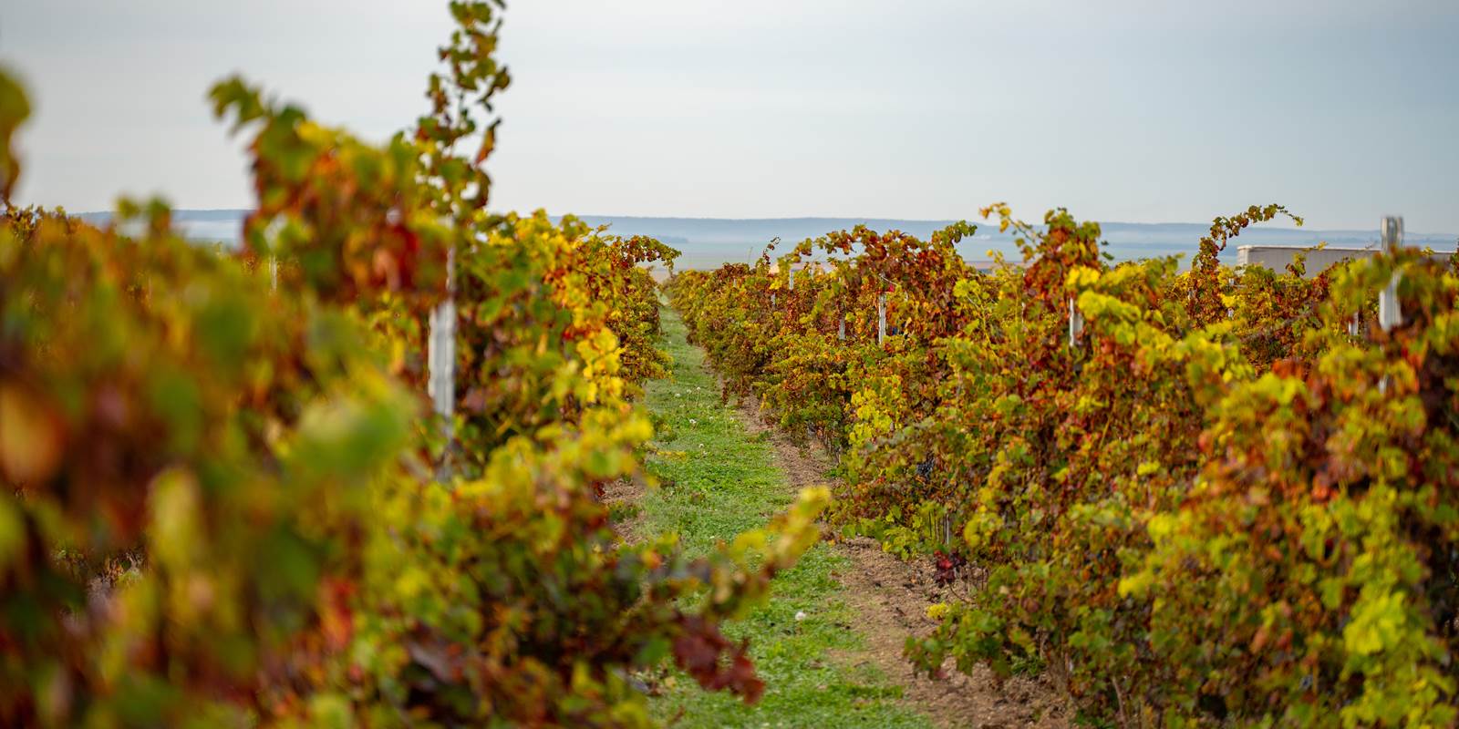 Domaine APRONIE automne